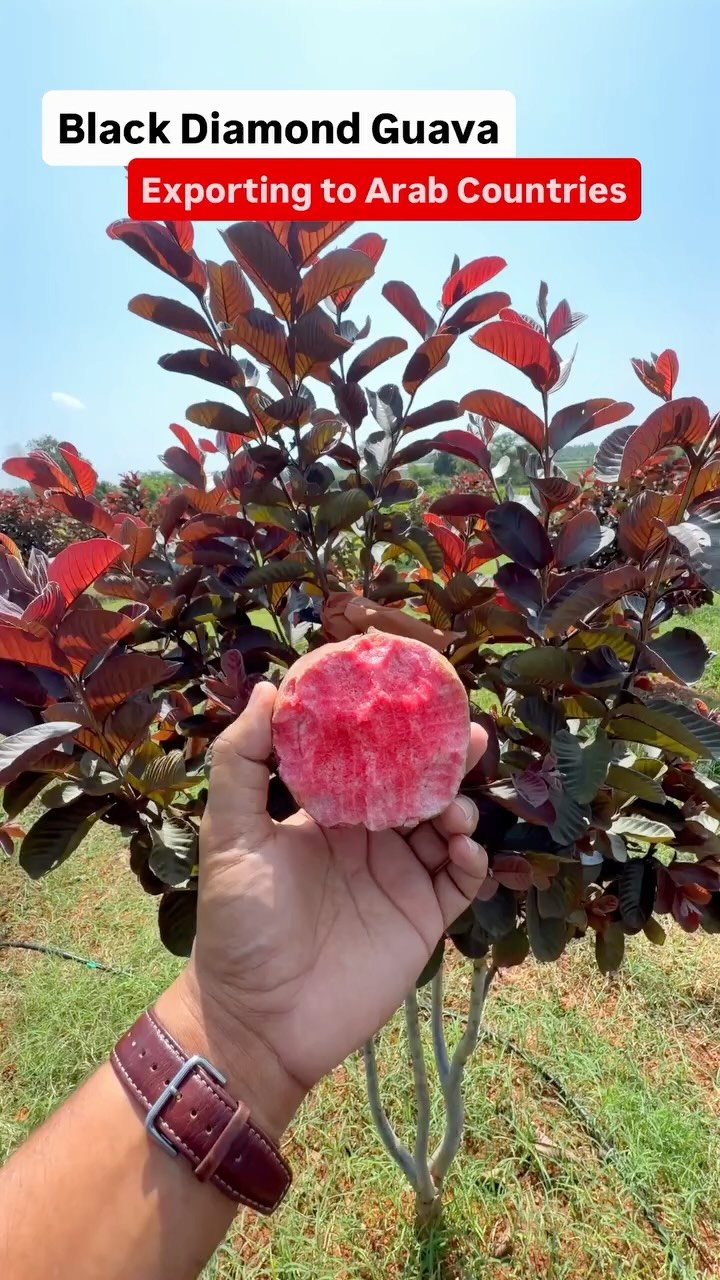 haryana_gaurav 게시물 이미지: Black Diamond Guava 😍 #Bengluru #Farming