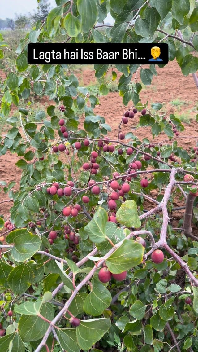 haryana_gaurav 게시물 이미지: लगता है इस बार भी नसीब नहीं होंगे बेर 🤦‍♂️ #Farming