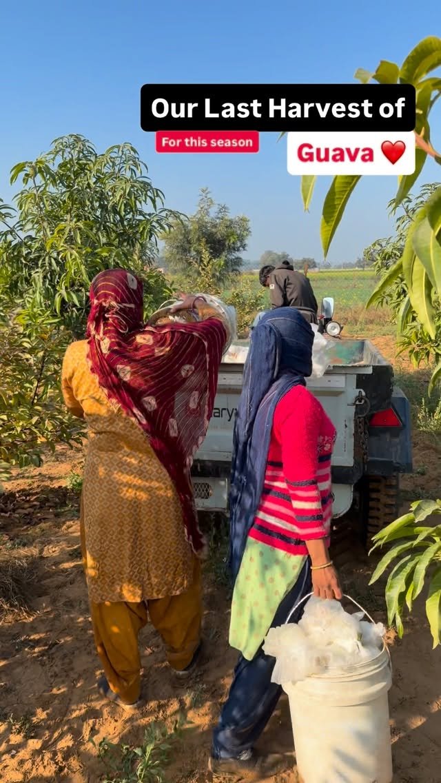 haryana_gaurav 게시물 이미지: Last harvesting of Guava’s for this season 😕 #Farming