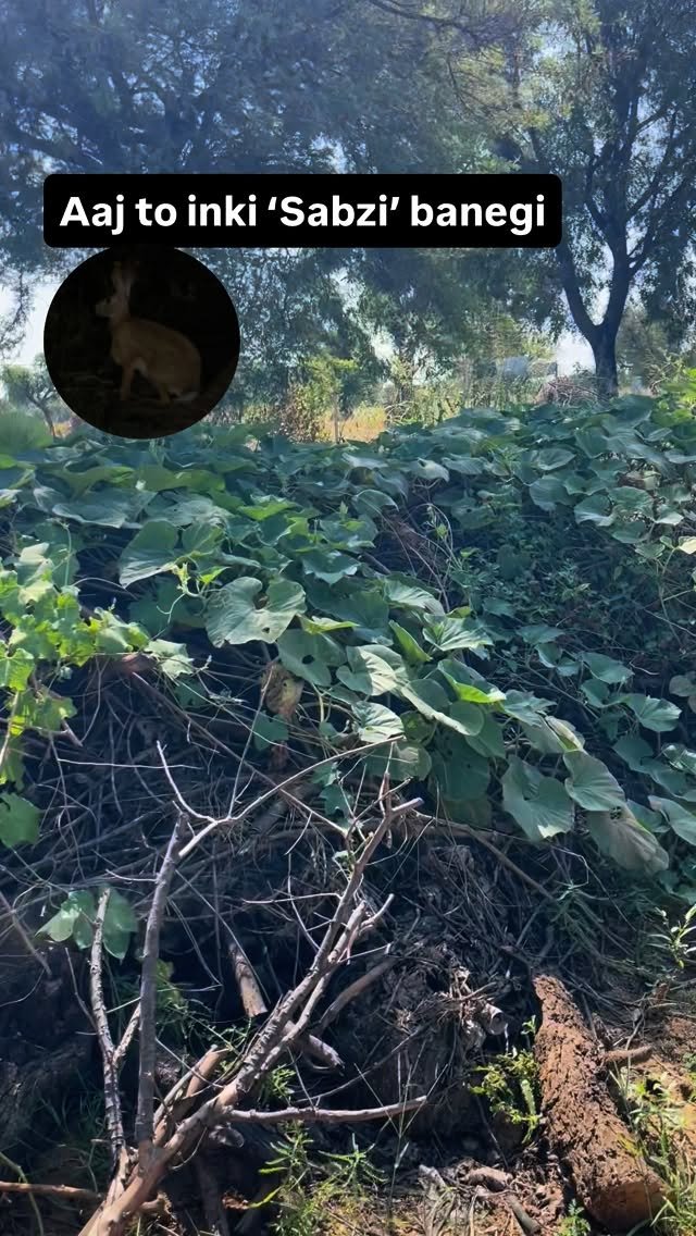 haryana_gaurav 게시물 이미지: आज तो इनकी सब्ज़ी बनेगी नहीं तो ये सब 🤦🏻‍♂️ #Farming