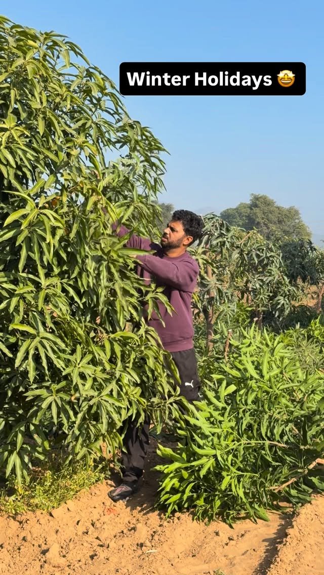 haryana_gaurav 게시물 이미지: Thoda late ho gaya iss baar pruning mein #Farming
