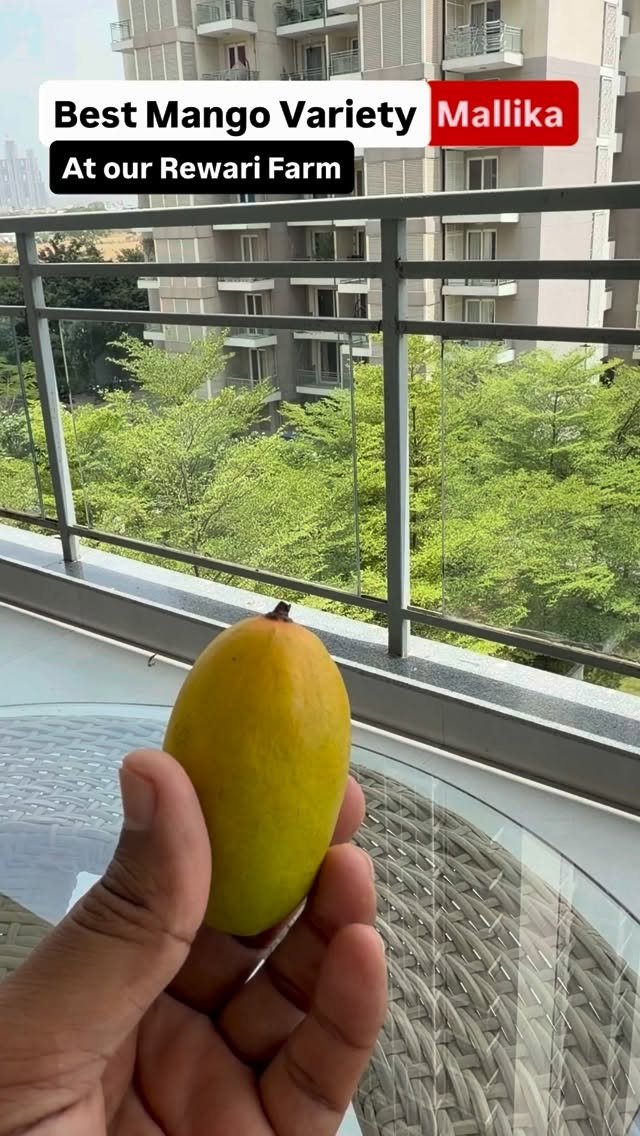 haryana_gaurav 게시물 이미지: This is the best Mango Variety at our Rewari...