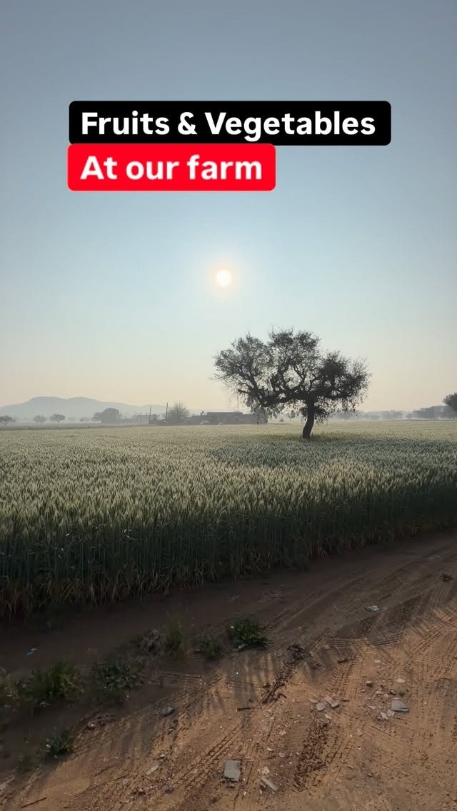 haryana_gaurav 게시물 이미지: Fruits & vegetables at our farm (19 Feb 2026...