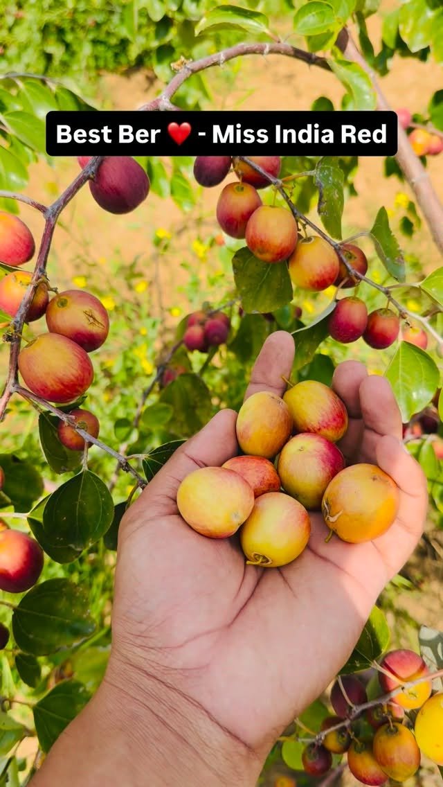 haryana_gaurav 게시물 이미지: Best Ber Ever - Miss India Red Variety...