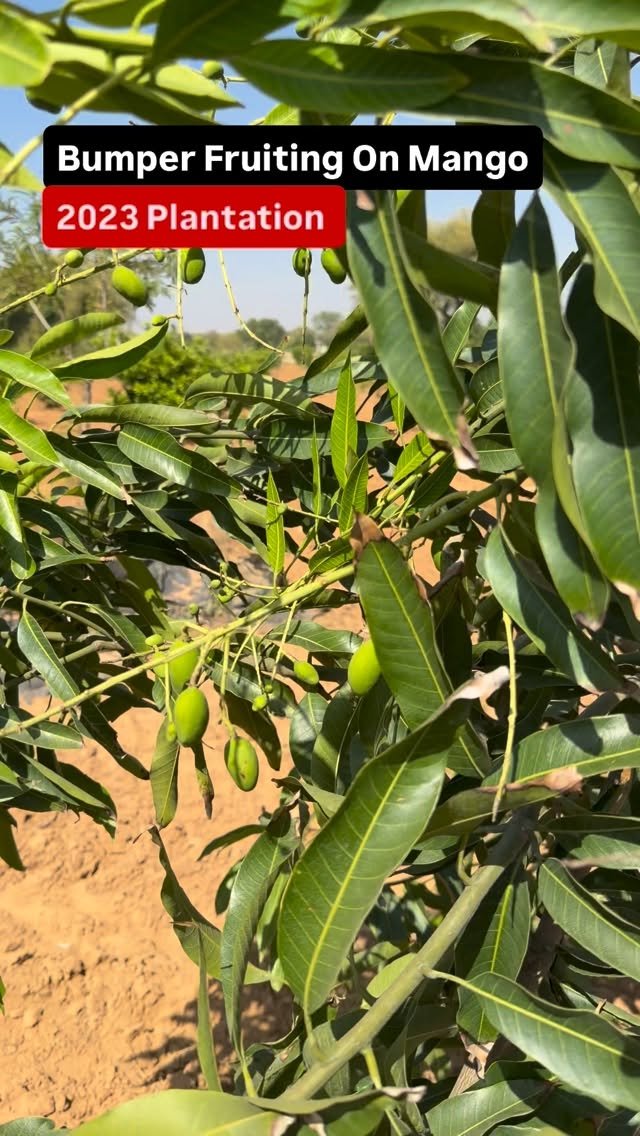 haryana_gaurav 게시물 이미지: Bumper fruiting on mango this season 🙏 #Farming