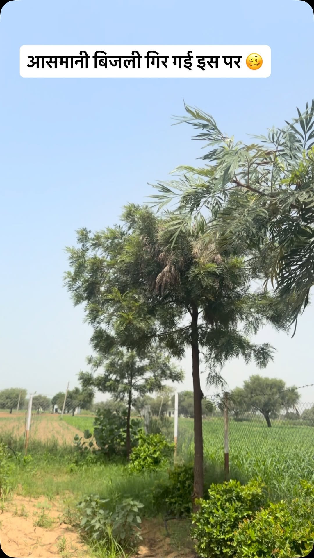 haryana_gaurav 게시물 이미지: आसमानी बिजली गिर गई इस पेड़ पर 🤦‍♂️ #lightning
