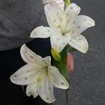 03.15.76 프로필 사진