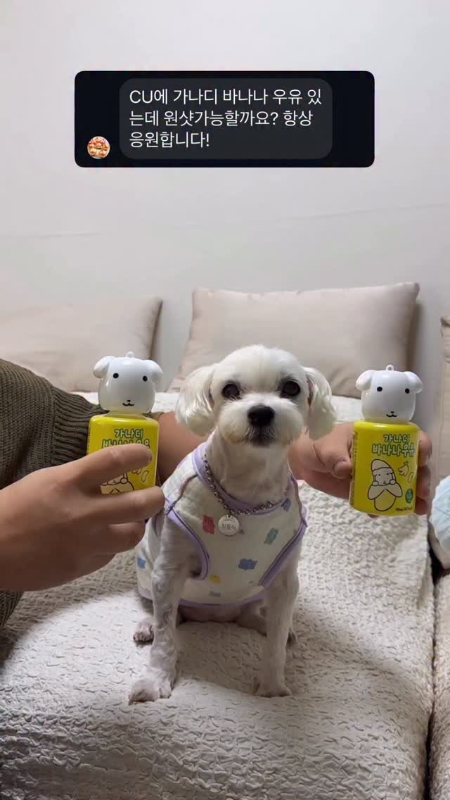 hazzang2753 게시물 이미지: 귀욤뽀짝 가나디 바나나우유 원샷

#reels #comedy #funny #유머...