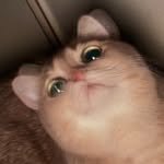 o2l4_h 프로필 사진