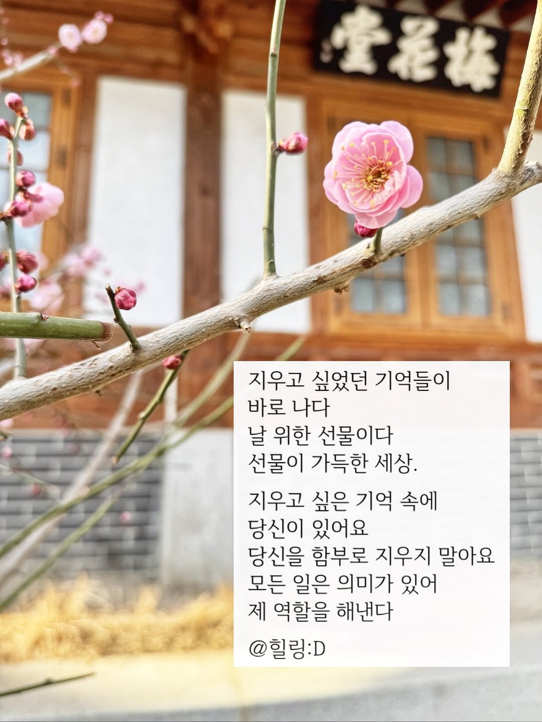 Photo by 힐링 딜리버리 | 힐링디 | 북스타그램 | 인간관계 | 자기계발 on April 14, 2026. May be an image of stone-fruit tree and text that says '지우고 싶었던 기억들이 바로 나다 날 위한 선물이다 선물이 가득한 세상. 지우고 싶은 기억 속에 당신이 있어요 당신을 함부로 지우지 말아요 모든 일은 의미가 있어 제 역할을 해낸다 @힐링:D'.