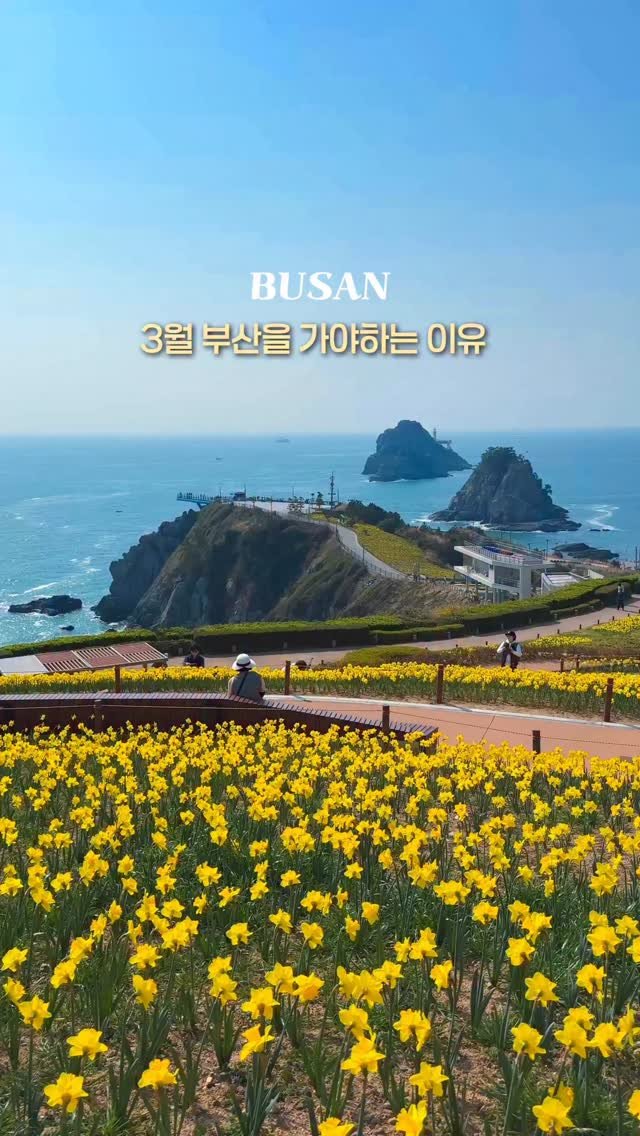 healynae 게시물 이미지: 3월 꼭 가야하는 부산 봄꽃 여행지들🩵💛 

날씨가 많이 따뜻해져서 봄이 다가오고...