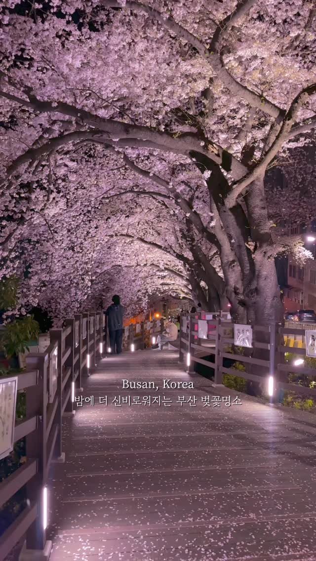 healynae 게시물 이미지: 의외로 밤에 정말 예쁜 신비로운 분위기의 벚꽃길🌸 

여기 밤벚꽃 맛집인거 아시는...