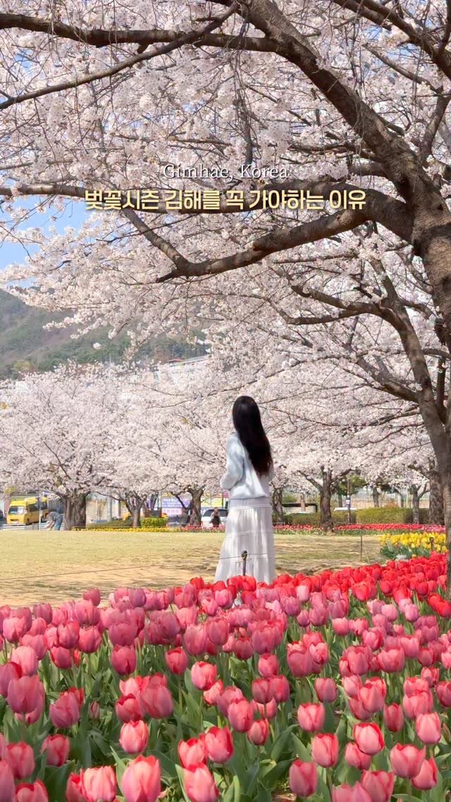healynae 게시물 이미지: 벚꽃 필때 가야하는 김해 벚꽃 스팟 4곳 정리본🌸 

김해에 예쁜 벚꽃명소들 이렇게...