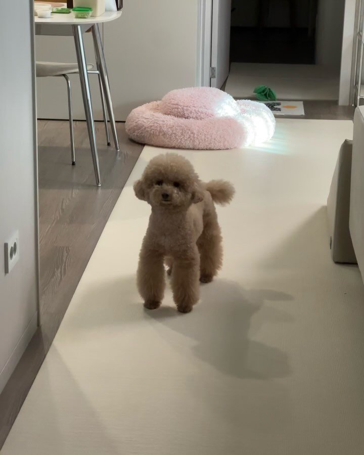 hee_eee_ 게시물 이미지: Ǝ⅄ꓭ🧸🫧🎄