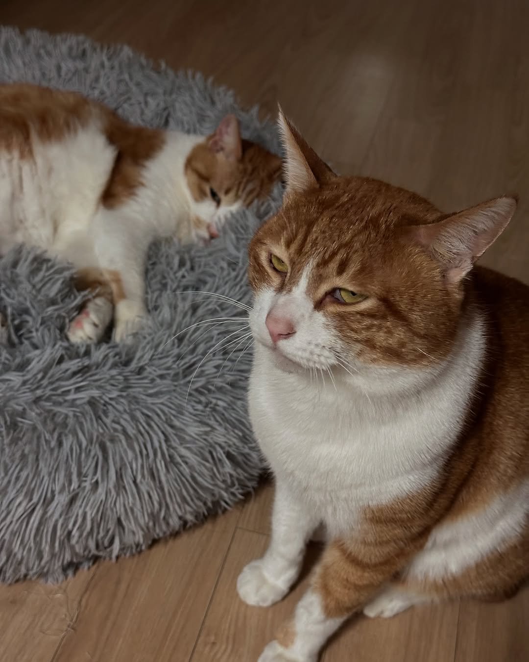 hee_eee_ 게시물 이미지: ㅋㅋ🐈🤍