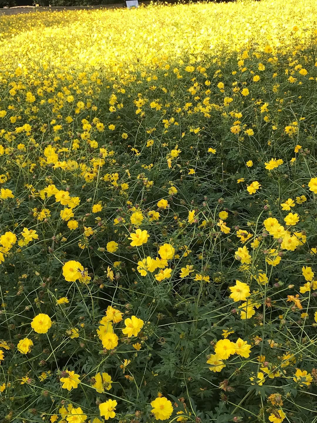 Photo by 최희진 on October 28, 2025. May be an image of flower and text.