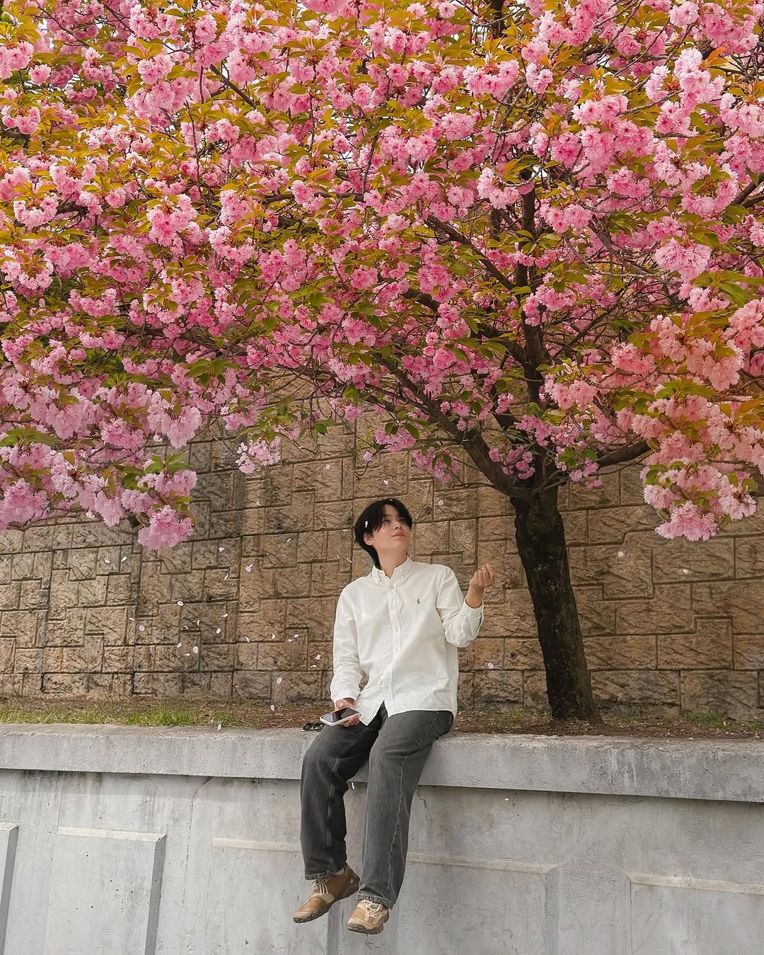 Photo by 헬로동원 hello_dongwon on April 21, 2026. May be an image of stone-fruit tree and text.