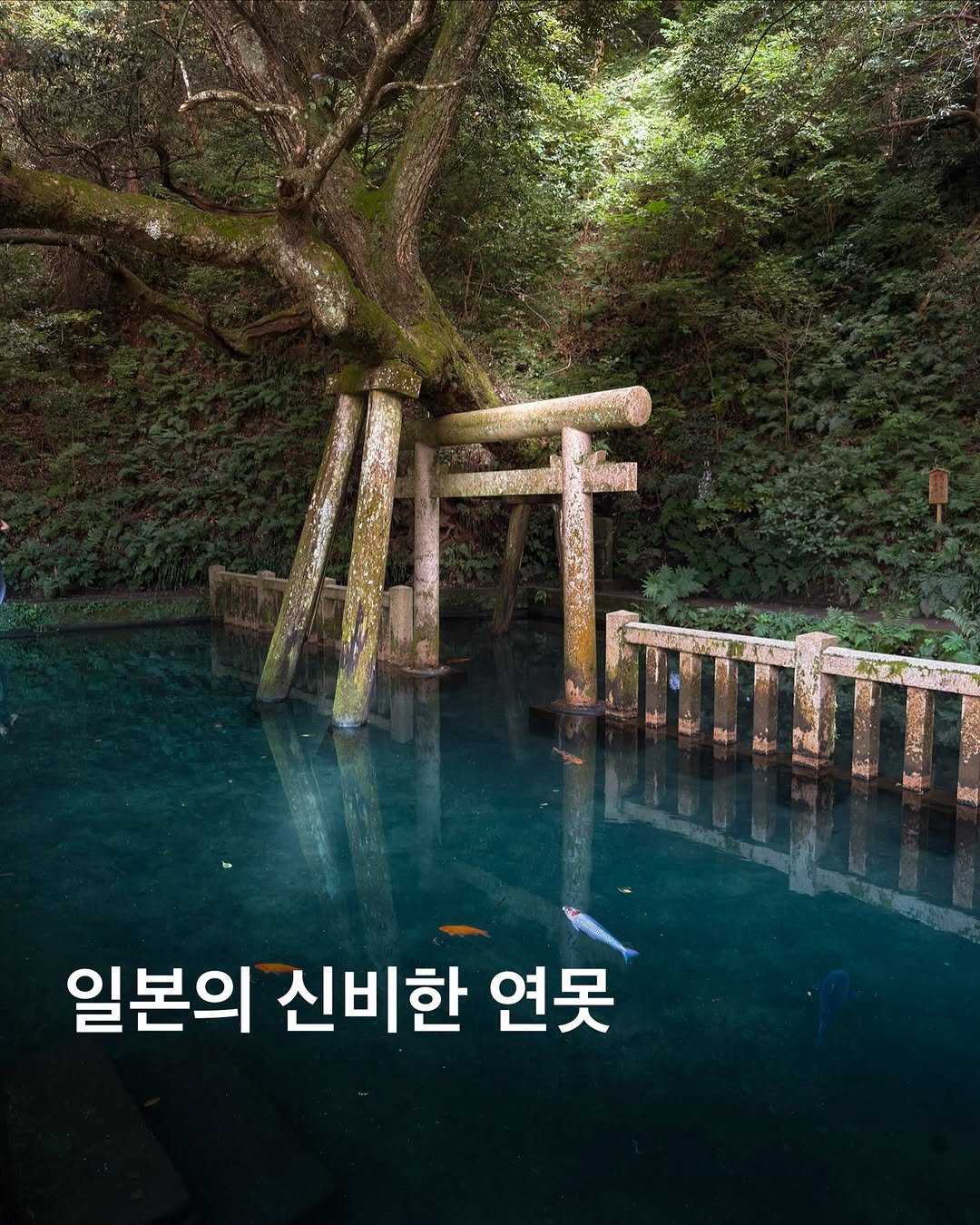 hello_dongwon 게시물 이미지: 무려 1500년 넘는 세월동안 마르지 않았다는 일본의 어느 연못. 가는 길도 너무나...
