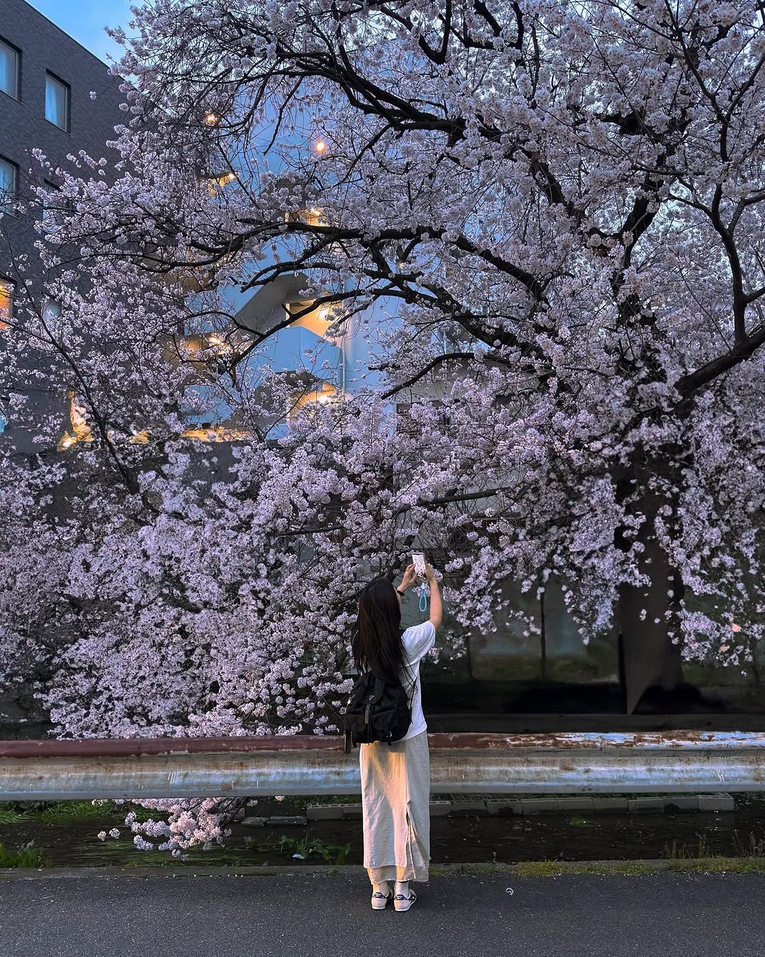 Photo by 헬로동원 hello_dongwon on February 09, 2026. May be an image of stone-fruit tree, Tokyo Tower and text.