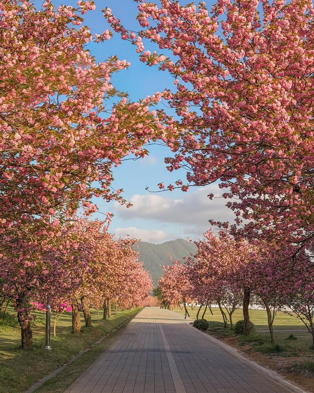 Photo by 헬로동원 hello_dongwon on April 20, 2026. May be an image of stone-fruit tree, nature, road and text.