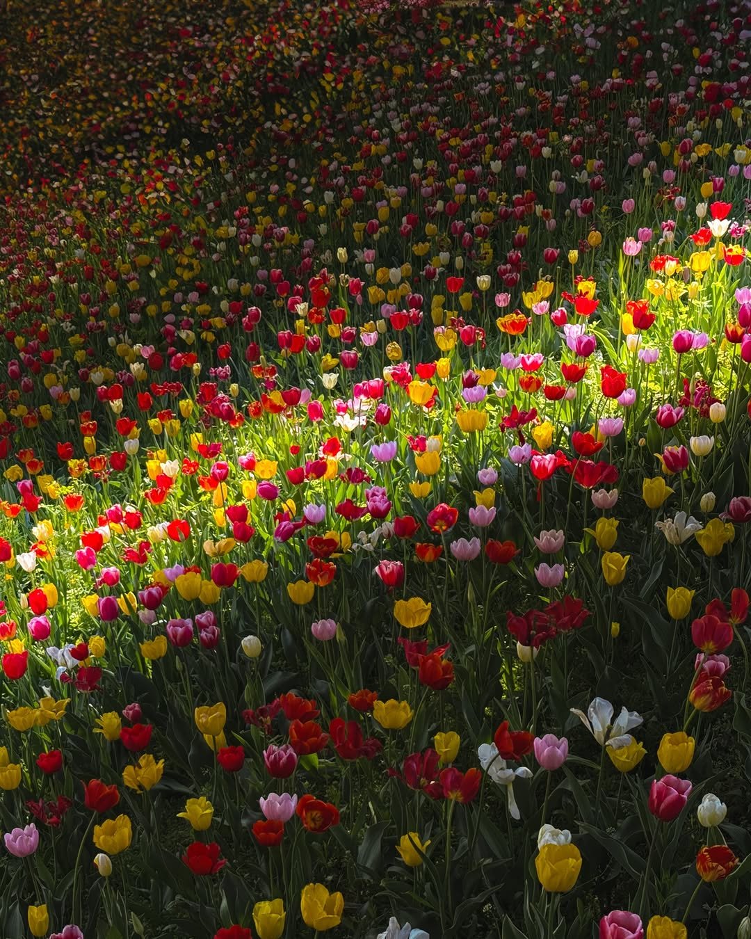 Photo by 헬로동원 hello_dongwon on April 14, 2026. May be an image of flower and text.