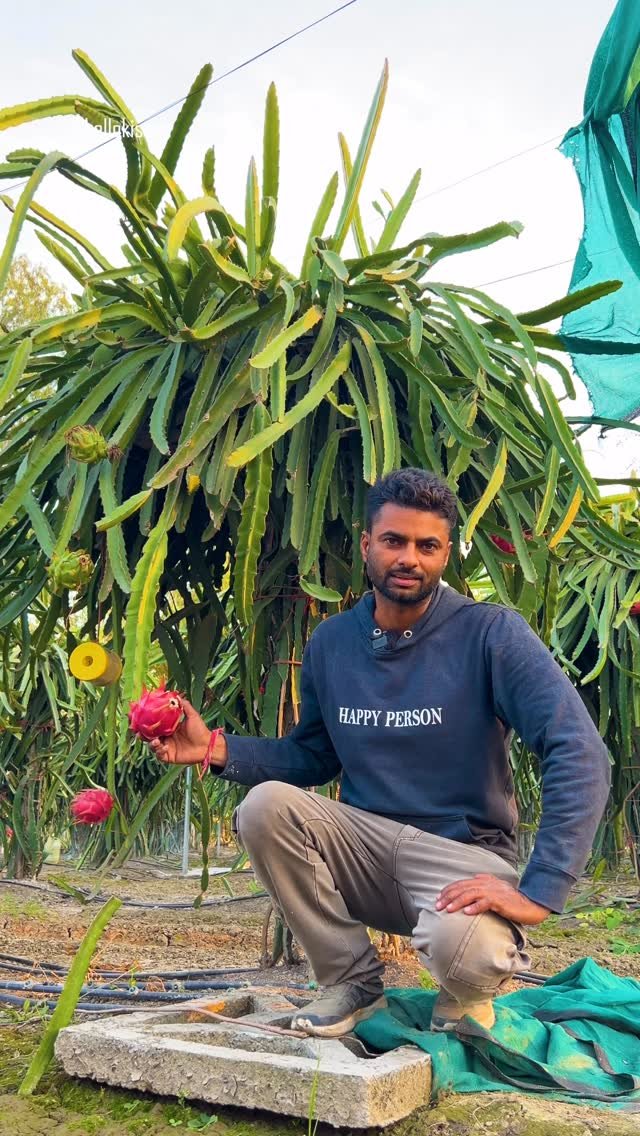 hellokisaan 게시물 이미지: हाईटेक Trellis ड्रैगन फ्रूट फार्मिंग...