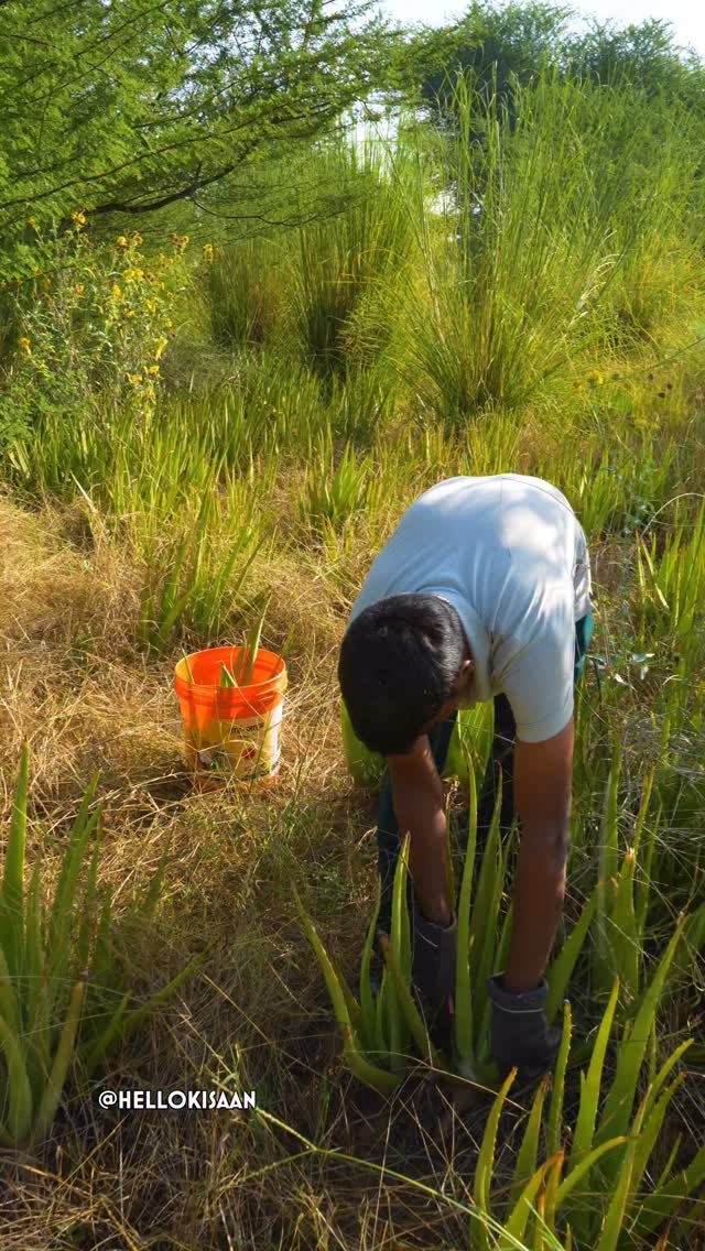 hellokisaan 게시물 이미지: एलोवेरा खेती 12 साल लगातार #hellokisaan...