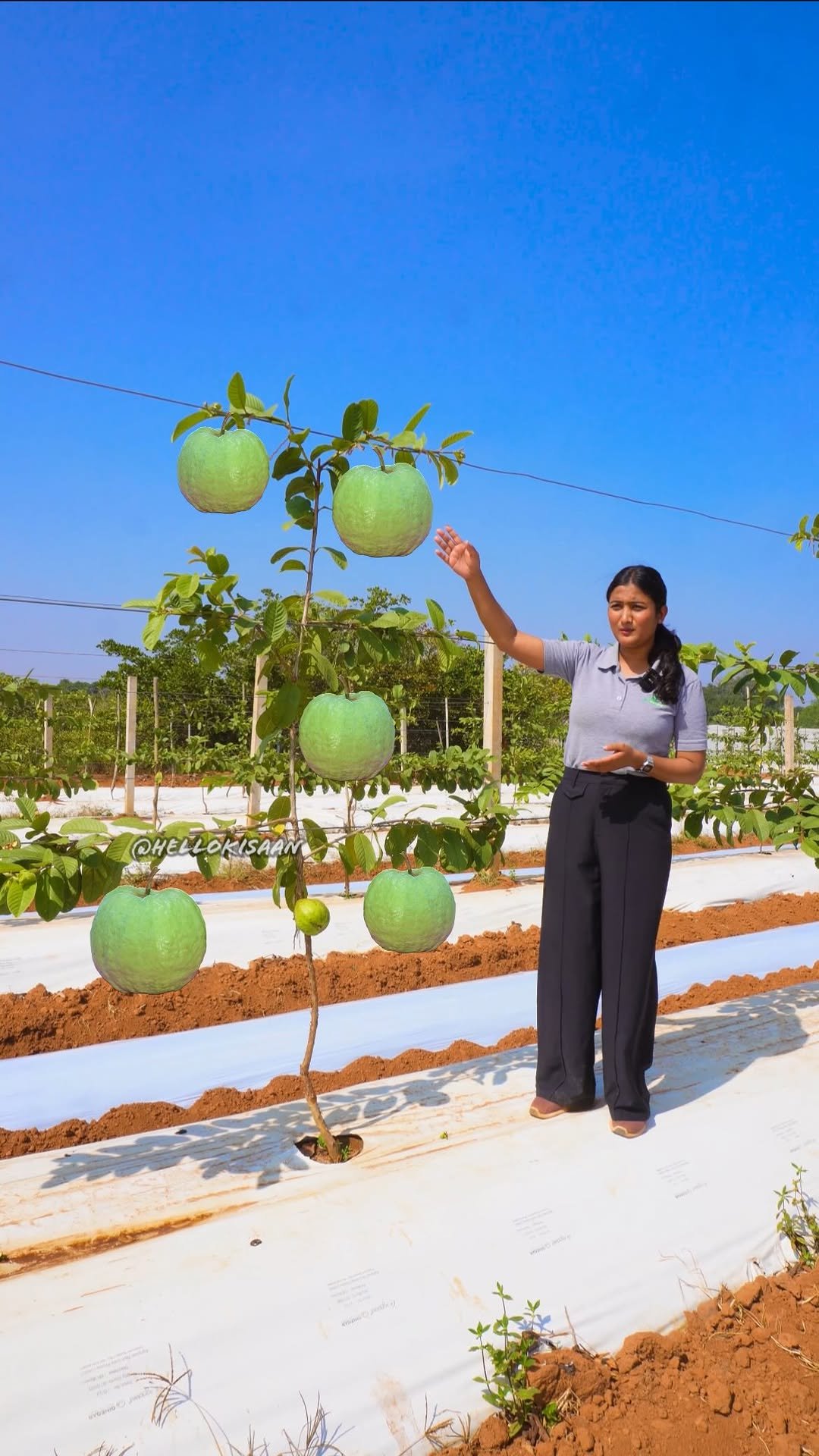 hellokisaan 게시물 이미지: अमरूद की सीढ़ी हाईटेक खेती #hellokisaan...