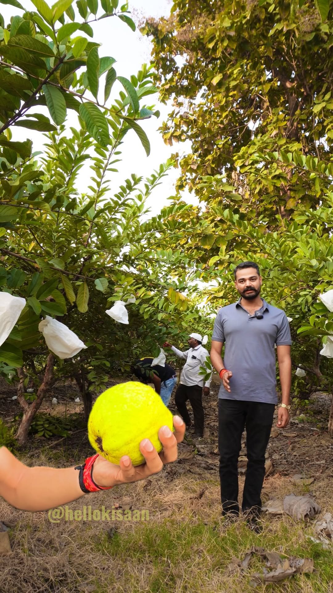 hellokisaan 게시물 이미지: अमरूद किसानों के लिए कितना मीठा #hellokisaan...