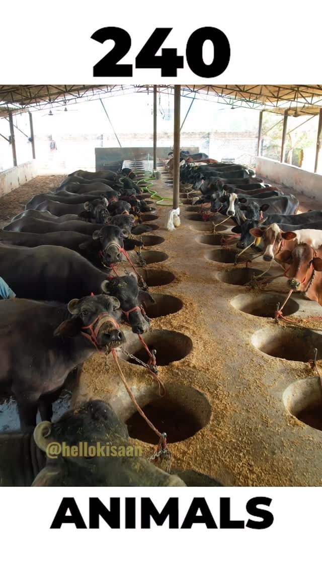 hellokisaan 게시물 이미지: भैंसो का शोरूम #hellokisaan #hellokisaan_farm #farming