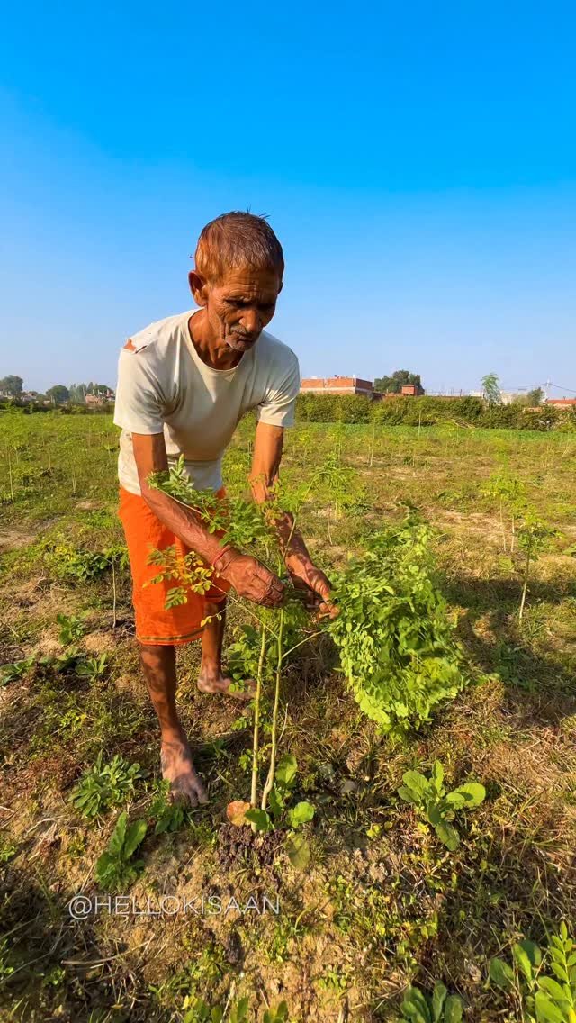 hellokisaan 게시물 이미지: पत्तो को तोड़ो - सुखाओ - सुफरफुड बनाओ...