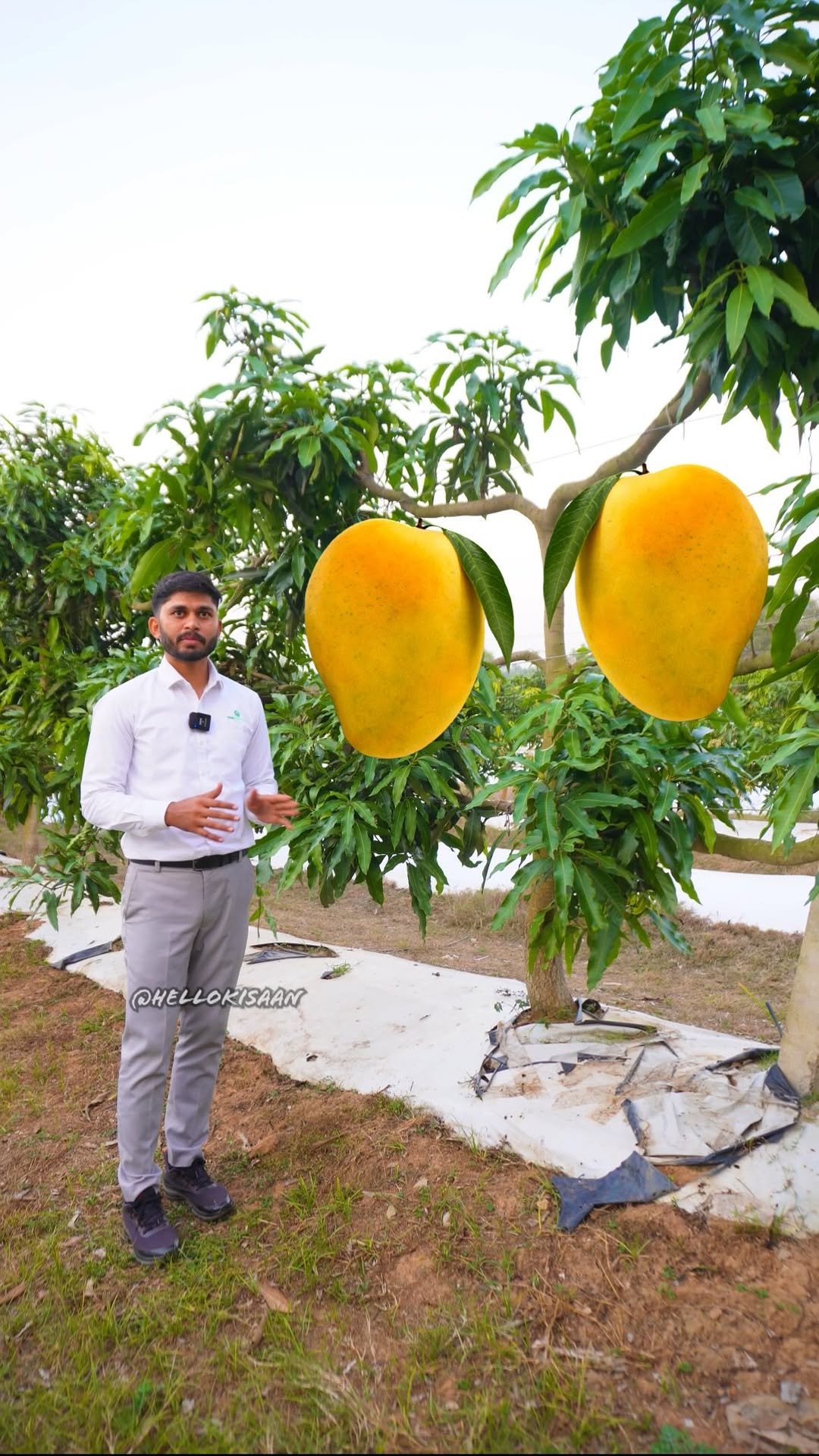 hellokisaan 게시물 이미지: अजूबा आम की खेती- सीढ़ी विधि #hellokisaan...