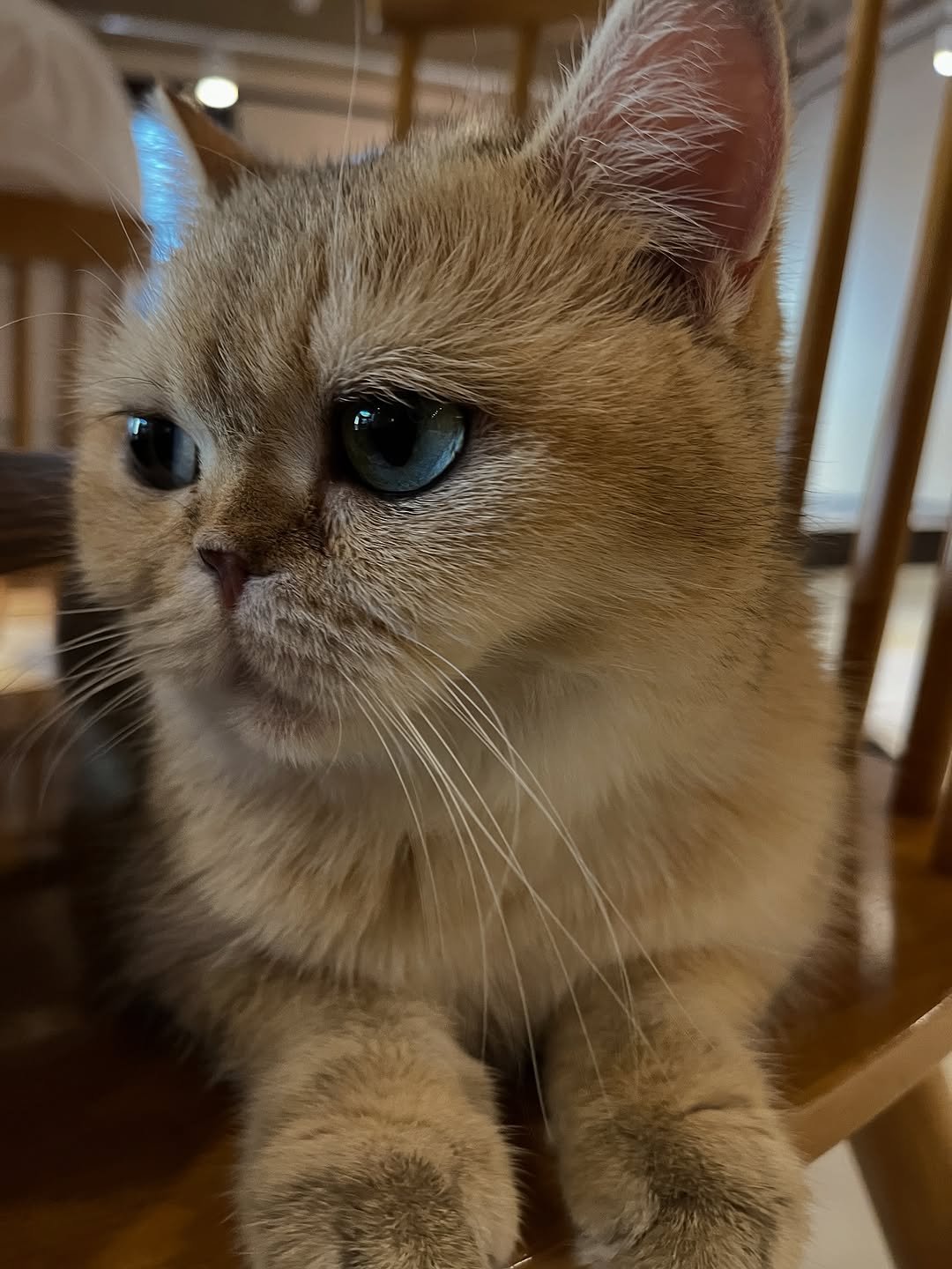 Photo by heloki 헤로키 on September 29, 2025. May be an image of tortoiseshell cat, Persian cat, Abyssinian cat, kitten and text.