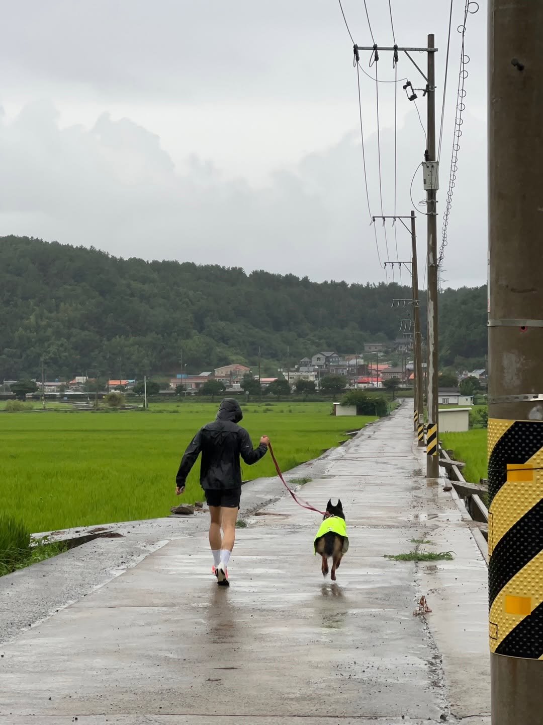 Photo by heloki 헤로키 on August 18, 2025. May be an image of Norwich terrier, raincoat, umbrella and outdoors.
