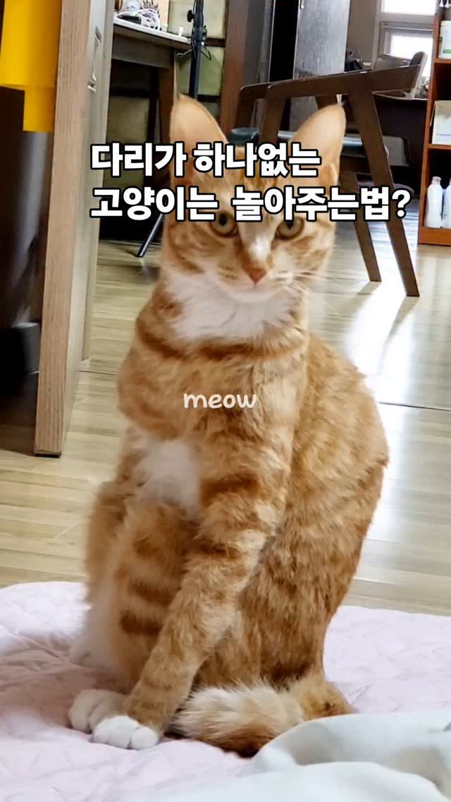 herb__story 게시물 이미지: 다리가 하나없는 고양이 놀아주는법?

쉽지않다..🤣🤣🤣
뭐든지...