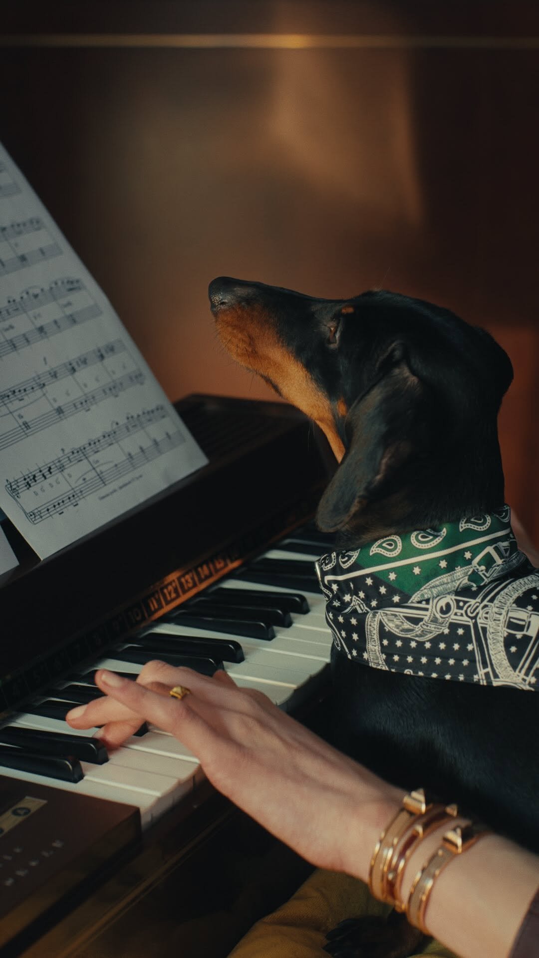 hermes 게시물 이미지: 11:48 am – Music, maestro 🎵 🐕 The Collier de...