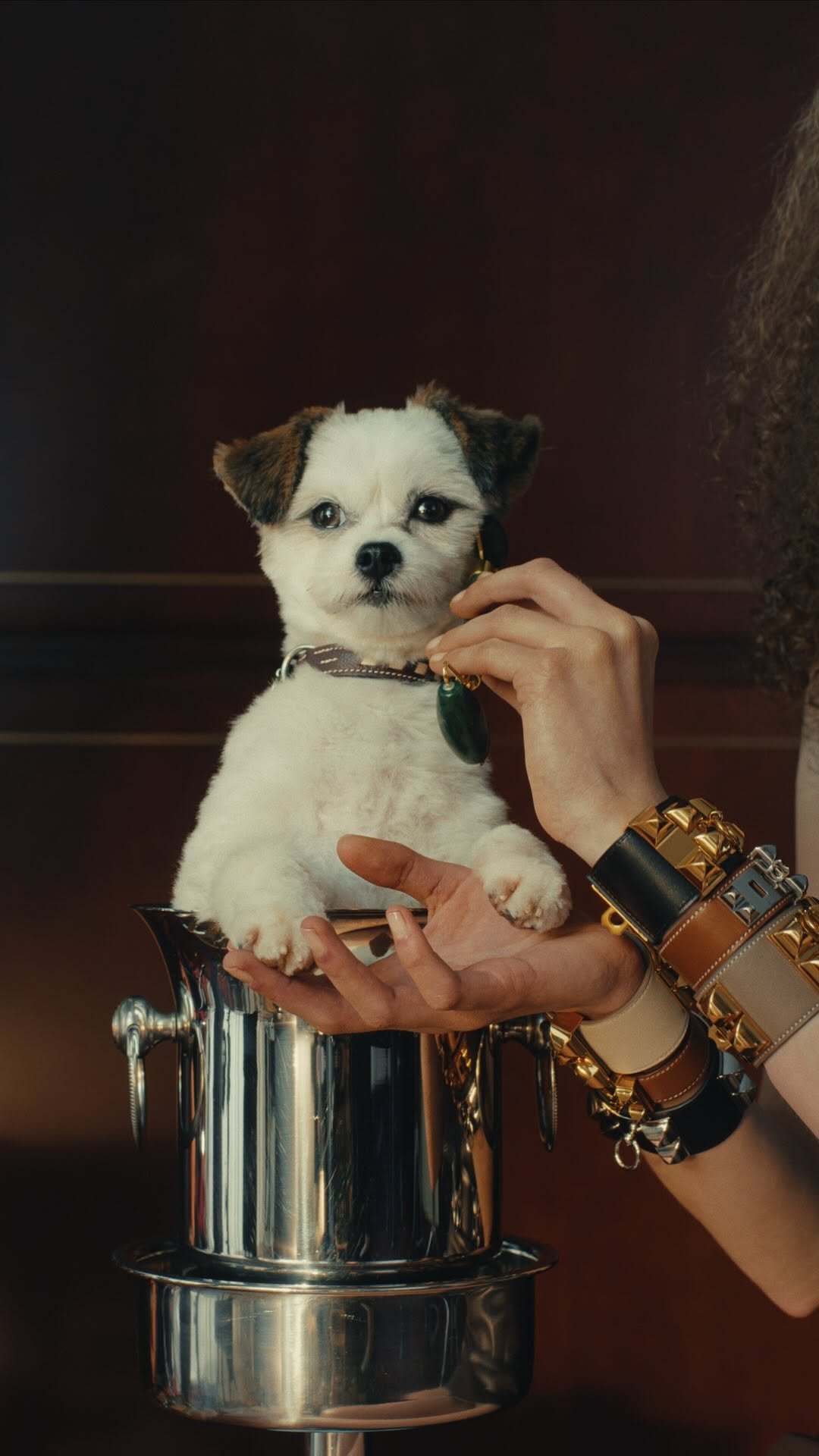 hermes 게시물 이미지: 9:24 am – Loosen up 🐶 The legendary...