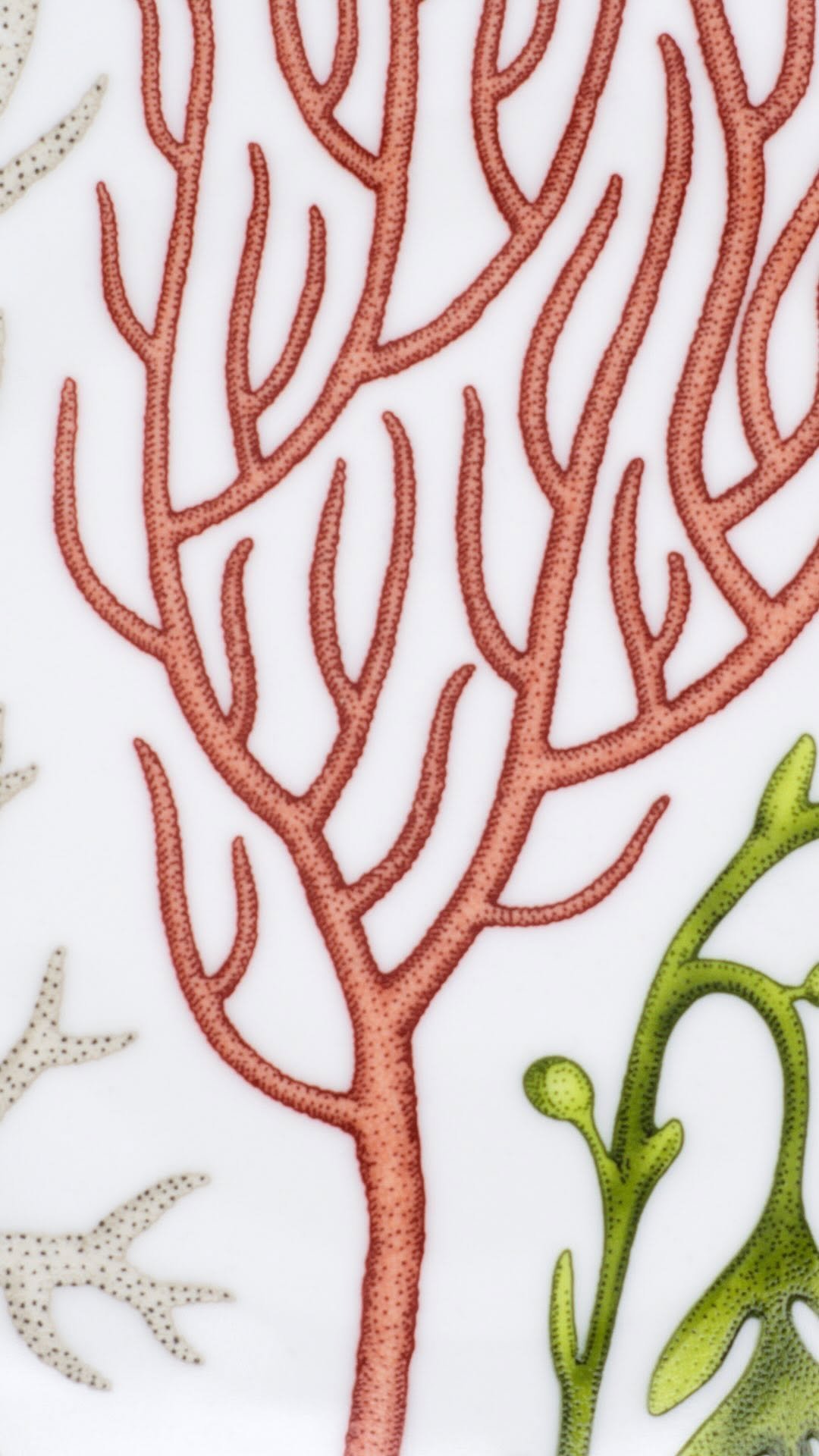 hermes 게시물 이미지: Marine garden 🪸🍽️ Translucent branches...