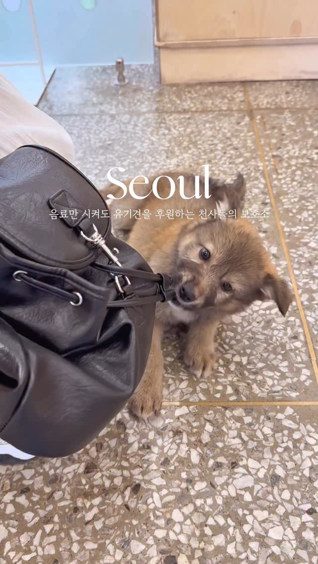 hey.__.ming 게시물 이미지: 커피 한 잔으로 유기견에게 사랑이 되는 곳🐾
문 열자마자 맞아주는 격한...