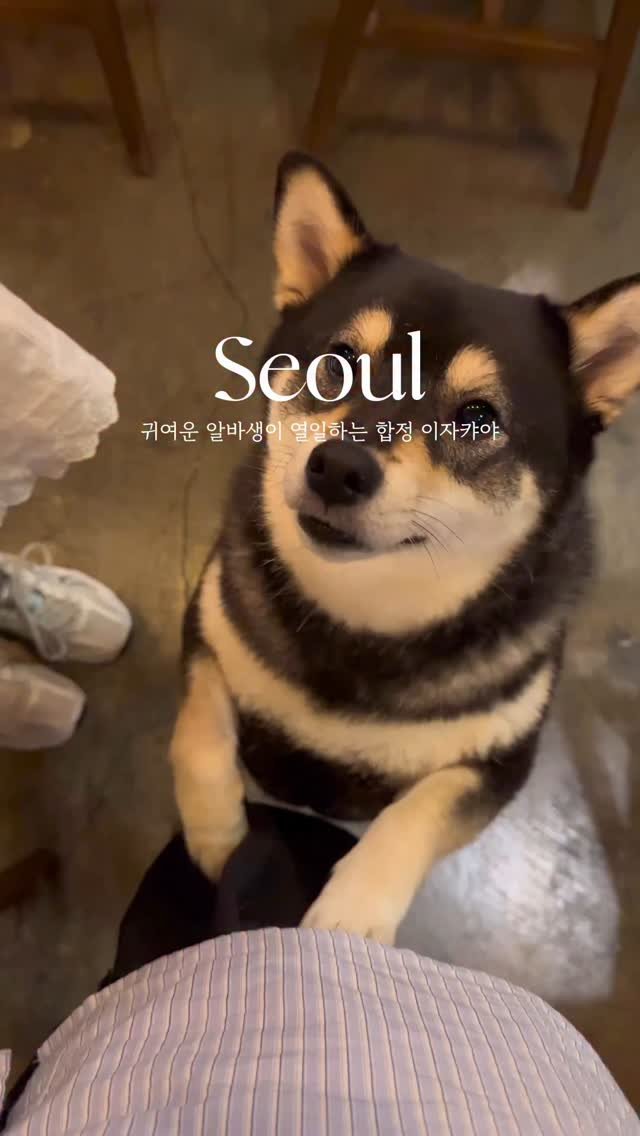 hey.__.ming 게시물 이미지: 🐾꼬리로 인사하는 시바견 알바생이 있는 이자카야
술 마시러 갔다가 시바견한테 심장...