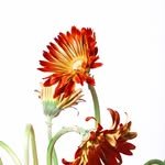 carvstudio._ 프로필 사진