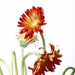carvstudio._ 프로필 사진