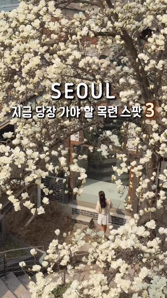 hhh___j_y 게시물 이미지: 실시간‼️지금 당장 가야 할 목련 스팟 3

여러분, 서울에도 봄이 왔어요!!...