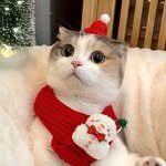 payyy_cat 프로필 사진