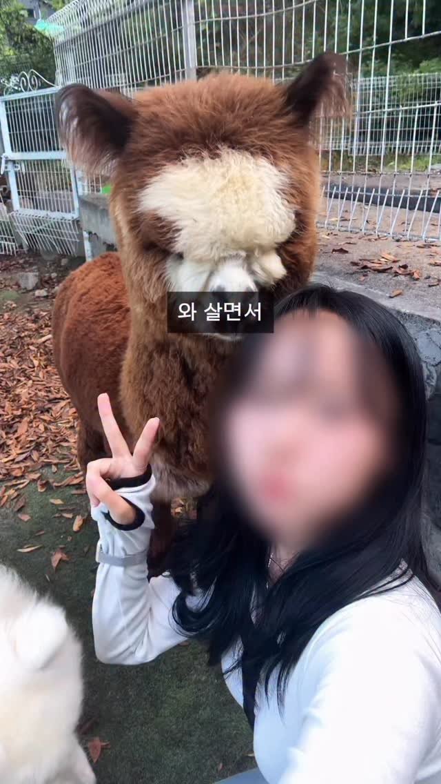 hid_zip 게시물 이미지: 입장료 없는 공짜 알파카 카페?🦙

여긴 생생정보통에도 나올 정도로
돼지부터 양,...