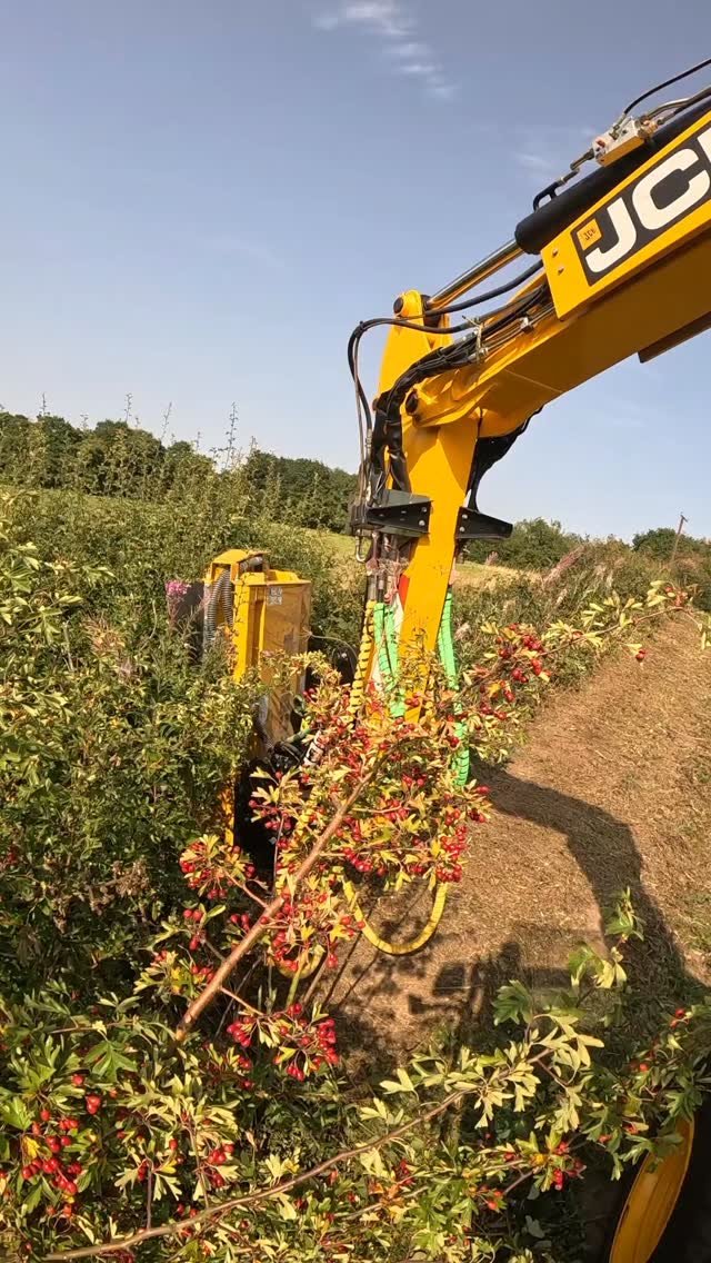 highwayharper 게시물 이미지: Hedge cutting in an excavator.....why not...