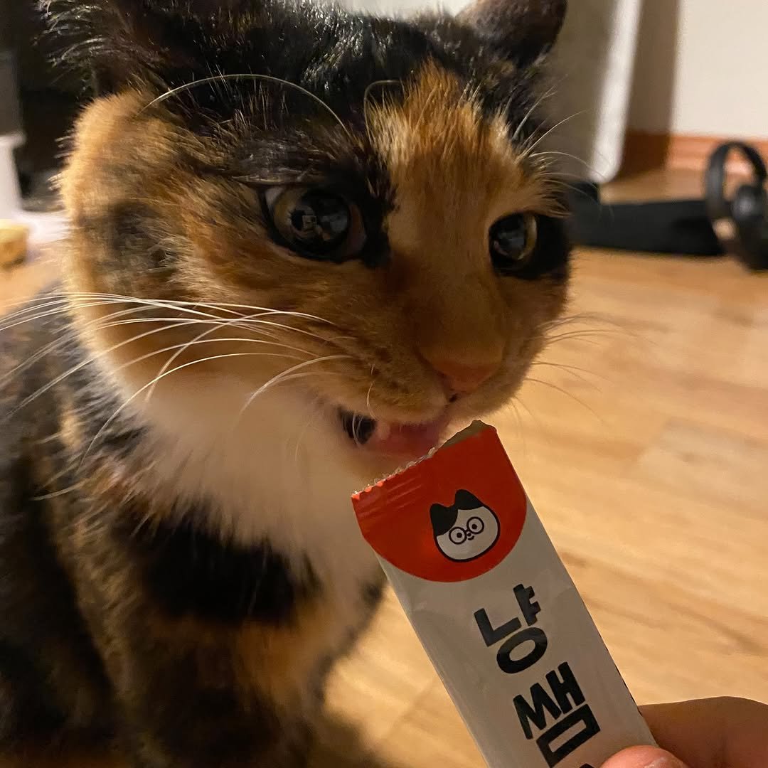 Photo shared by 김초선 on March 30, 2026 tagging @nyangssaem_official. May be an image of tortoiseshell cat, kitten, dental floss and text.