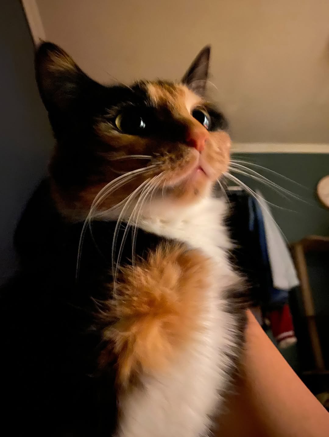 Photo by 김초선 on December 26, 2025. May be an image of kitten, tortoiseshell cat and text.