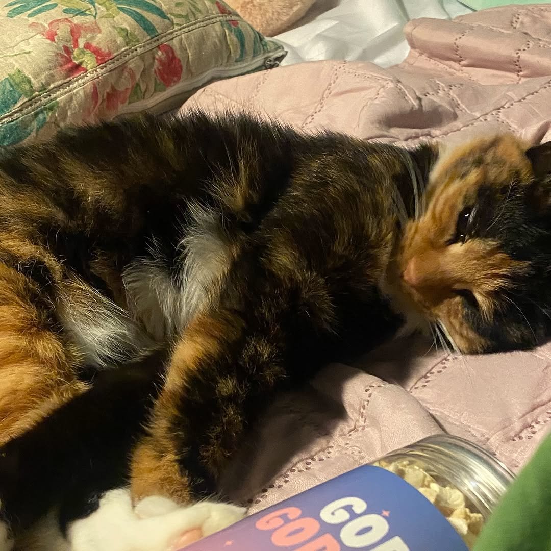 Photo by 김초선 on November 17, 2025. May be an image of sleeping, tortoiseshell cat, Abyssinian cat, kitten, beanbag chair and text.