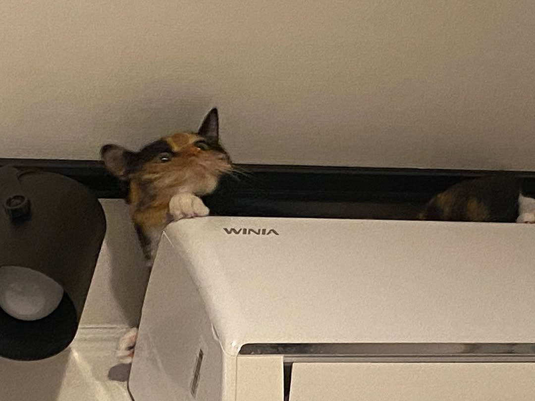 Photo by 김초선 on January 16, 2026. May be an image of kitten, tortoiseshell cat, printer and text.